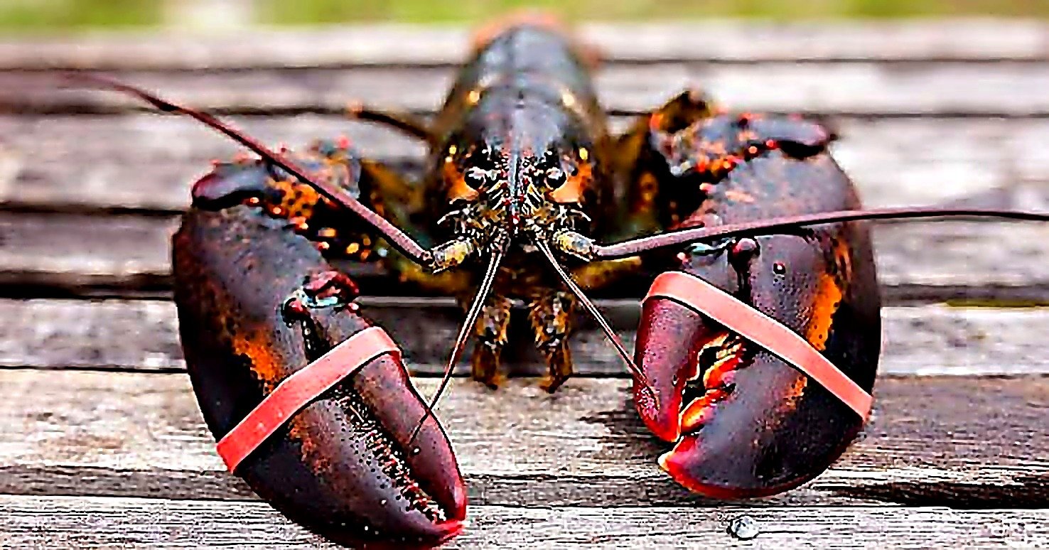Seafood — example