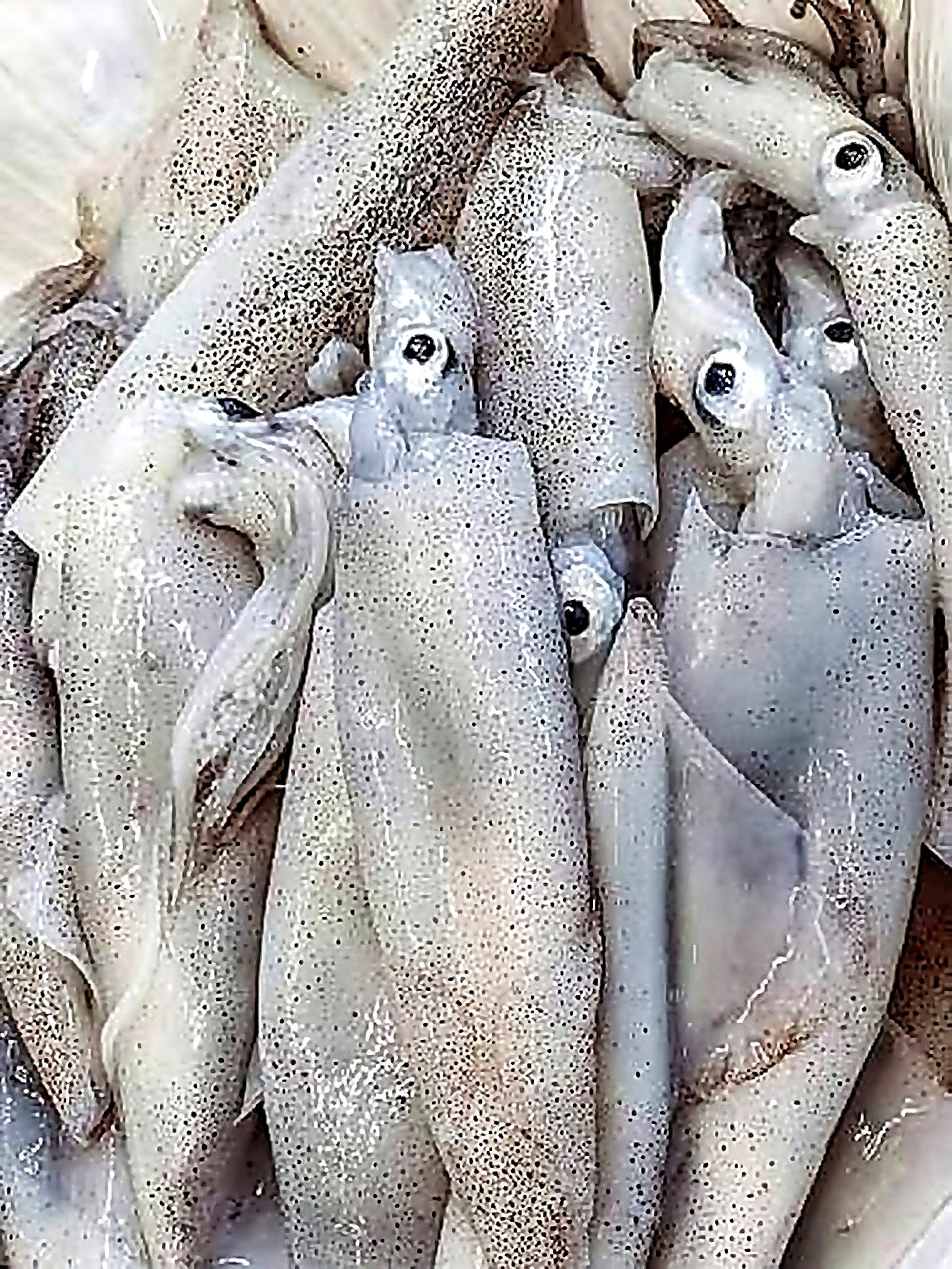 Seafood — example